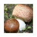 Мицелий Шампиньона бразильского / Агарик бразильский (Agaricus brasiliensis)